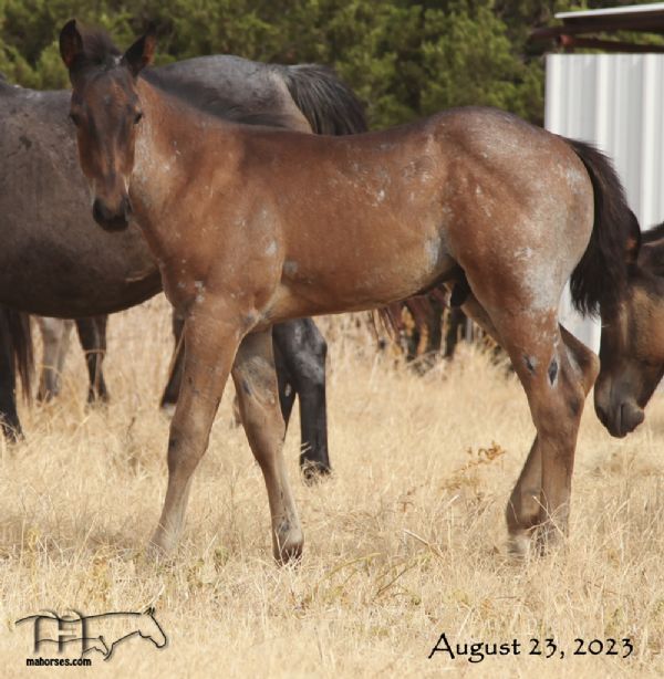 Brown Kerri's 2023 Roan Colt